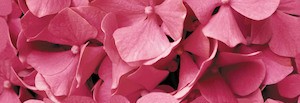 Dekor Fineza Velvet růžová Flowers 25x73 cm lesk DFLOWERS1
